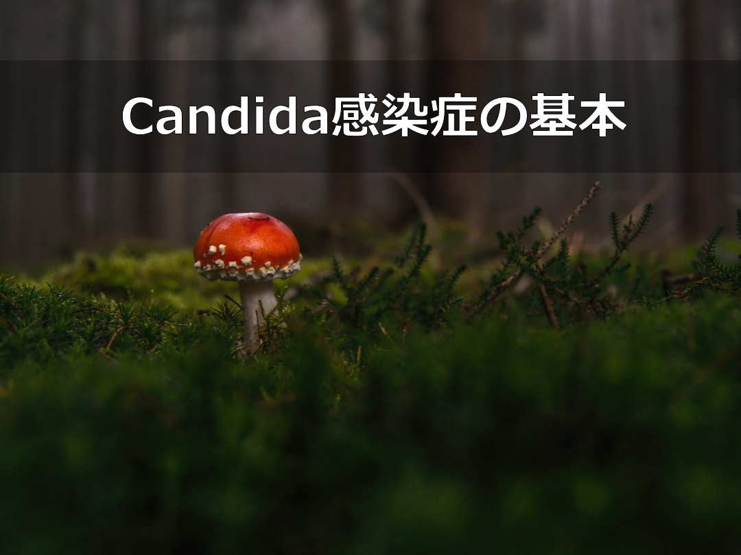 Candida感染症 L001.png
